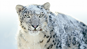 snowleopard.png